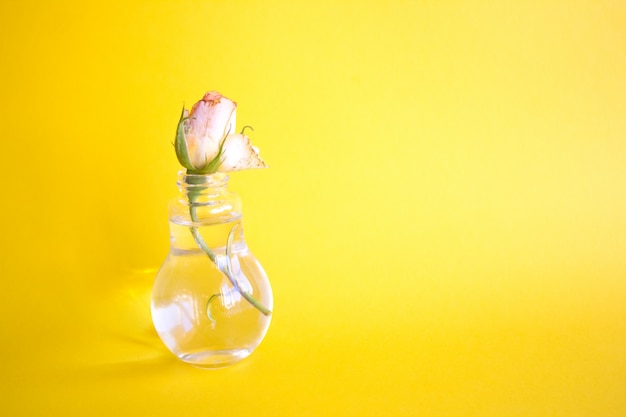 Peach rose in a glass vase