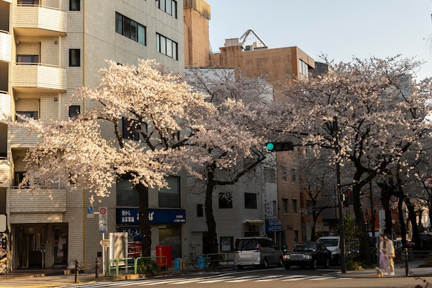 写真 日光の下で東京の桃の木の花