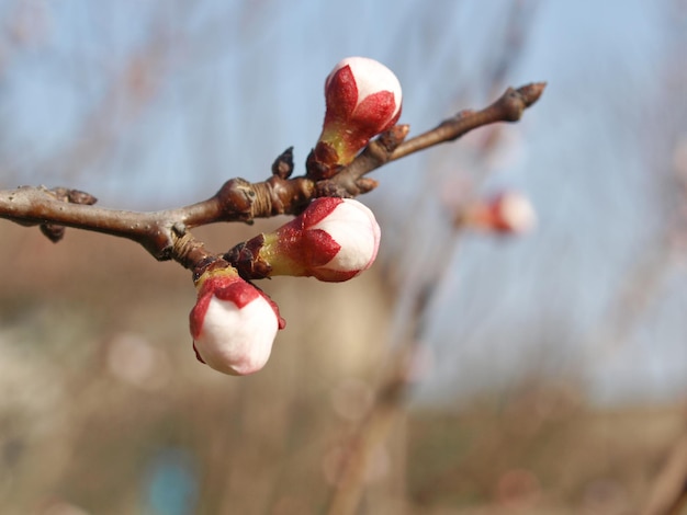 Peach tree flower