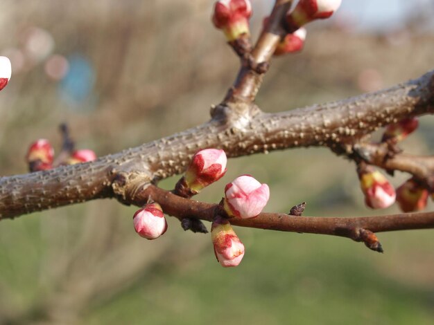 Photo peach tree flower