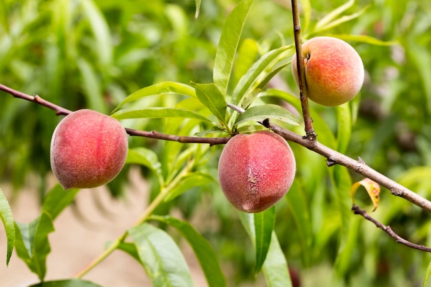 Peach tree with fruits growing in the garden