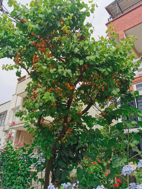 Персиковое дерево со спелыми плодами на фоне белого дома в Турции Кушадасы