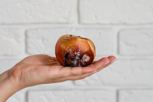 Peach with mold on a hand Spoiled food