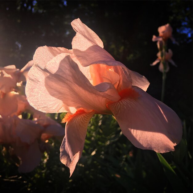 Peachcolored bearded iris flower in the sun Tartu Tartumaa Estonia June 2019