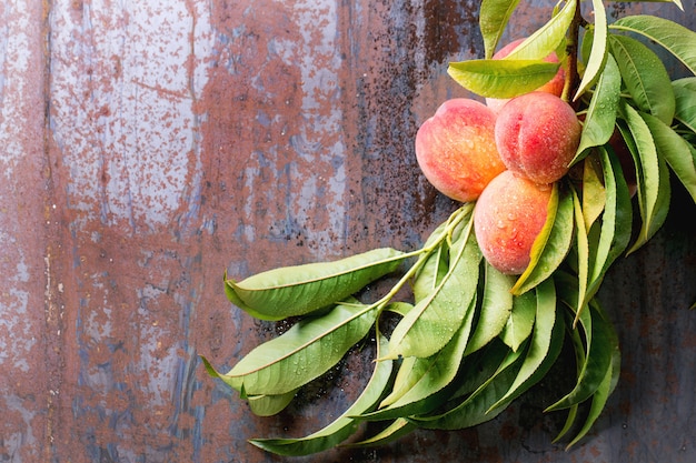 Peaches on branch