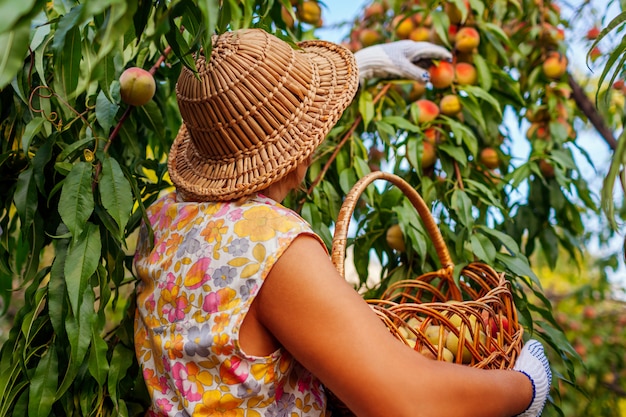 Foto raccolta delle pesche. donna senior che seleziona le pesche organiche mature nel frutteto di estate