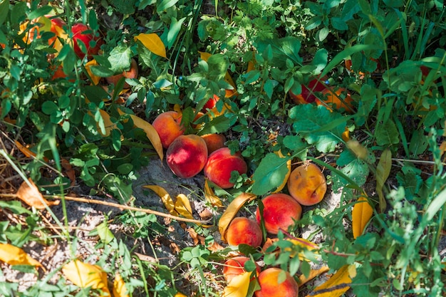 Photo peaches on the ground rotten fruit