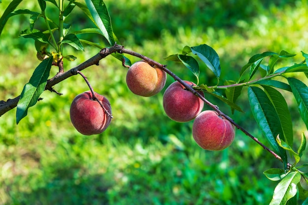 Peaches growing on tree branch in garden