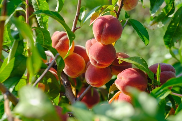 Peaches growing on a tree fresh peach tree download