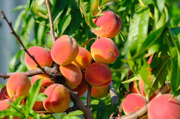 Peaches growing on a tree fresh peach tree download