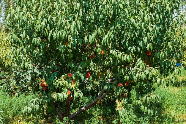 Peaches growing on a tree Organic fruits Fresh peaches