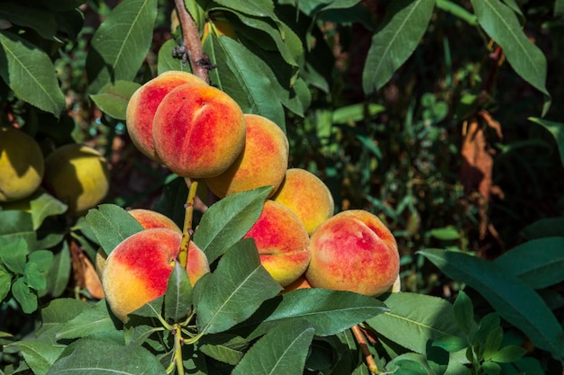 Peaches growing on a tree Organic fruits Fresh peaches