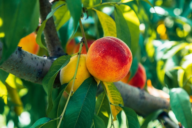 Peaches growing on a tree Organic fruits Fresh peaches