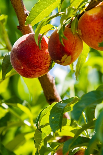 Peaches on the tree ready to be picked.