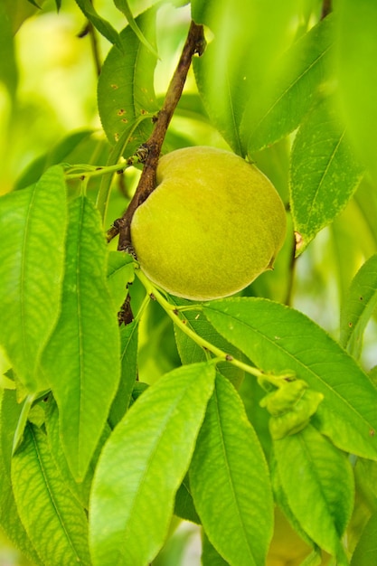 Pesche sull'albero