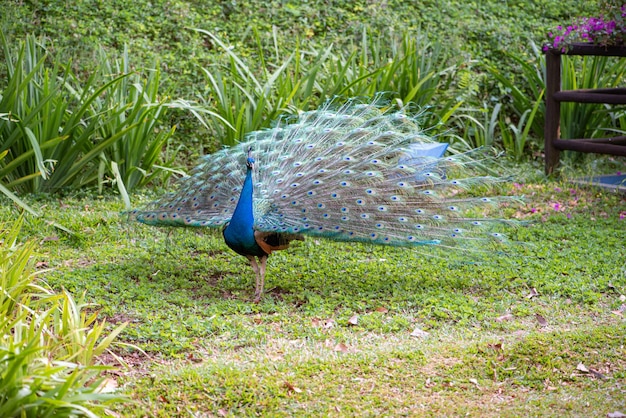 Peacock a beautiful peacock in a small town in Brazil natural light selective focus