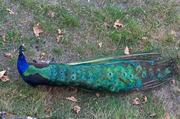 Peacock beautiful representative exemplar of male peacock