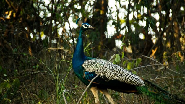 Peacock Bird at forest