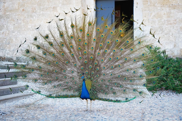 Pavone nel castello di bodrum mugla turchia