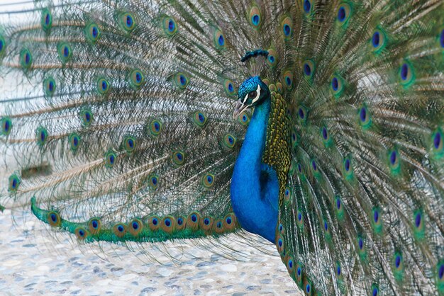 Peacock in Bodrum Castle Mugla Turkey