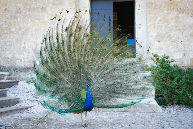 Peacock in Bodrum Castle Mugla Turkey