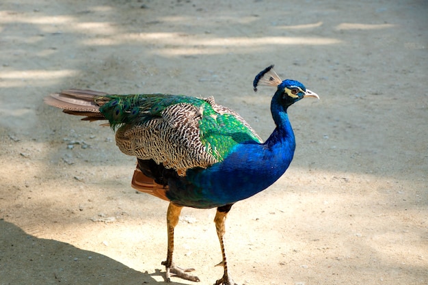 peacock Bright blue bird Peacock portrait Color photo of a peacock