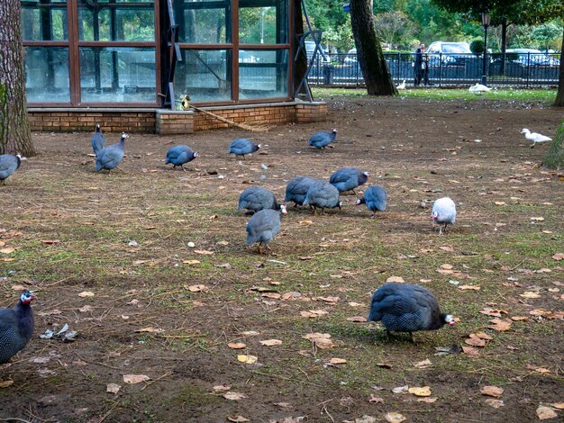 오징어  새 들 어린 새 들 도시 공원 에서 새 들
