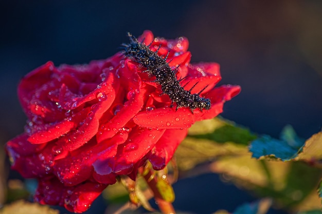 Peacock butterfly caterpillar closeup on a flower