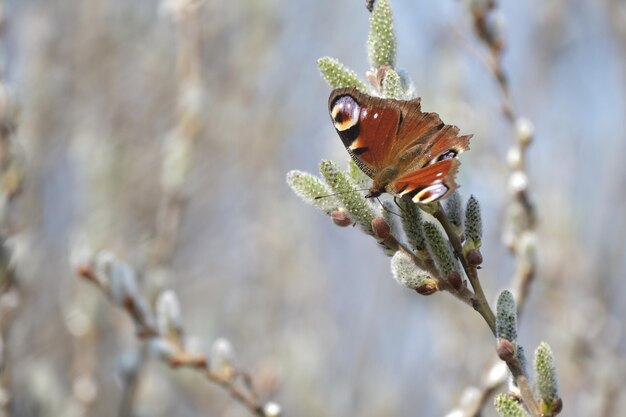 Peacock butterfly on a catkin colorful butterfly on a blooming willow tree