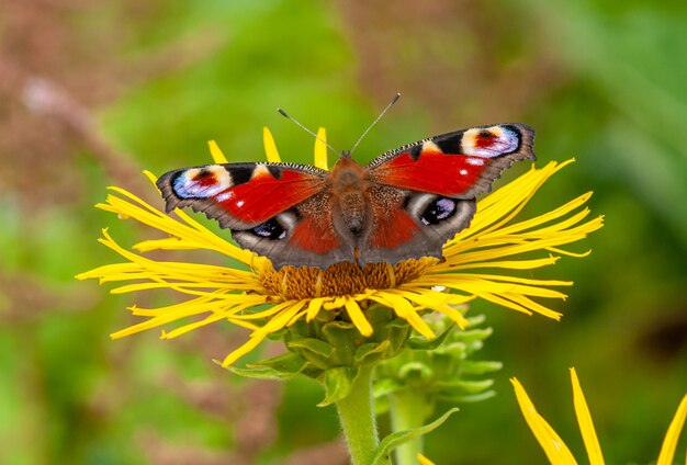 Foto farfalla pavone sul fiore giallo