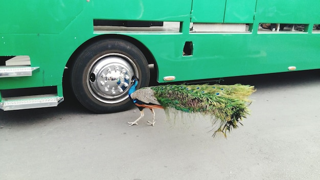 Peacock by bus on road