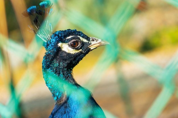 Peacock in the cage of the zoo. beautiful bird in captivity photo in a cage