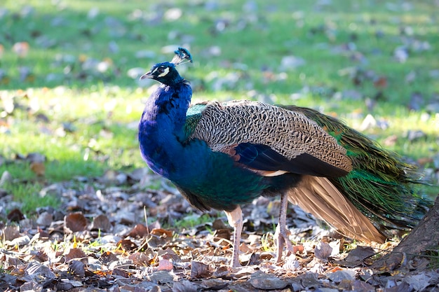 Peacock in a clearing 