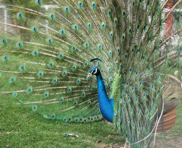 peacock displaying its bright plumage