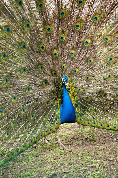 Peacock dissolved his beautiful tail