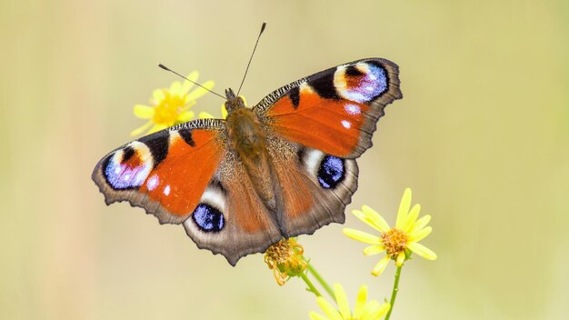 peacock eye butterfly on blurred background