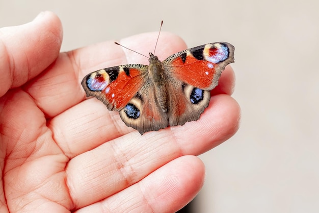 Peacock eye butterfly sits on a man's hand