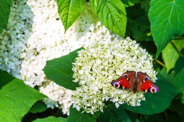 Peacock eye vlinder op witte bloemen