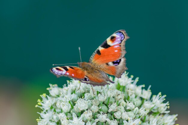 Peacock eye vlinder zit op allium bloem tegen een groene achtergrond