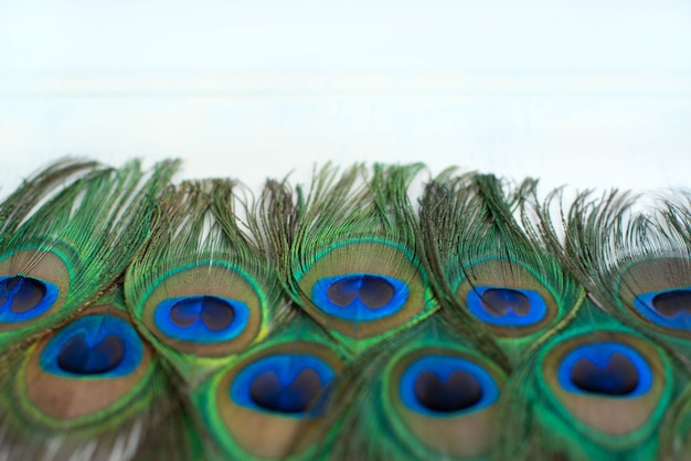 Photo peacock feather on the background of the canvas on the wall.