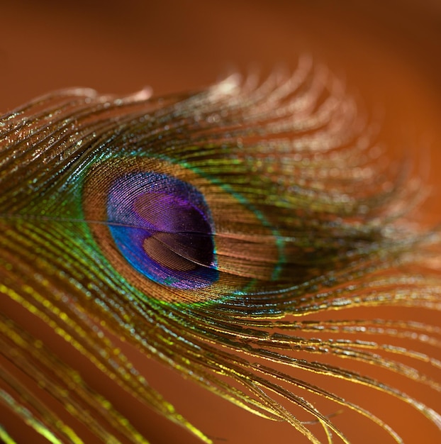 Peacock feather on background of velvet