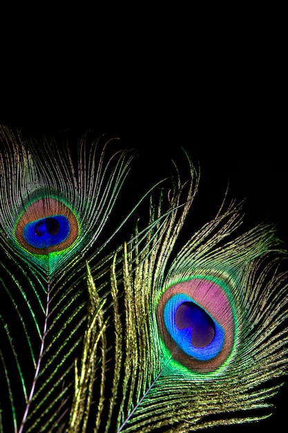 peacock feather on black background.