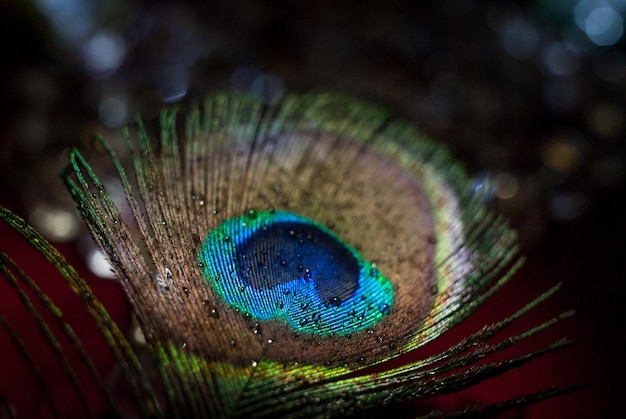 Peacock Feather close-up met waterdruppel