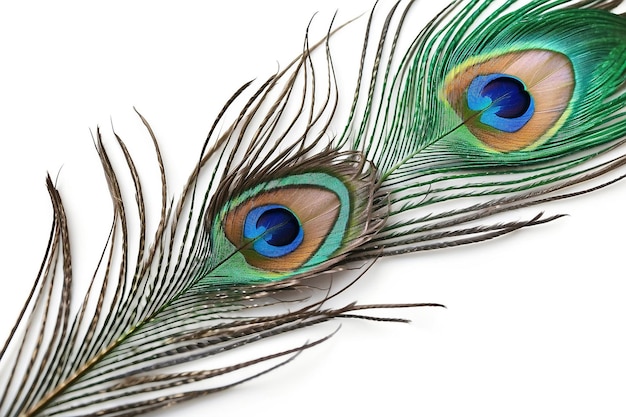 Peacock feather closeup in high resolution Bright feather closeup isolated