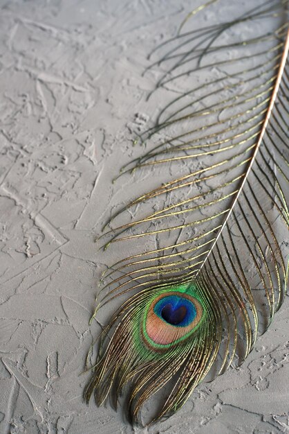 Peacock feather on concrete background. Decorative detail. Home decor