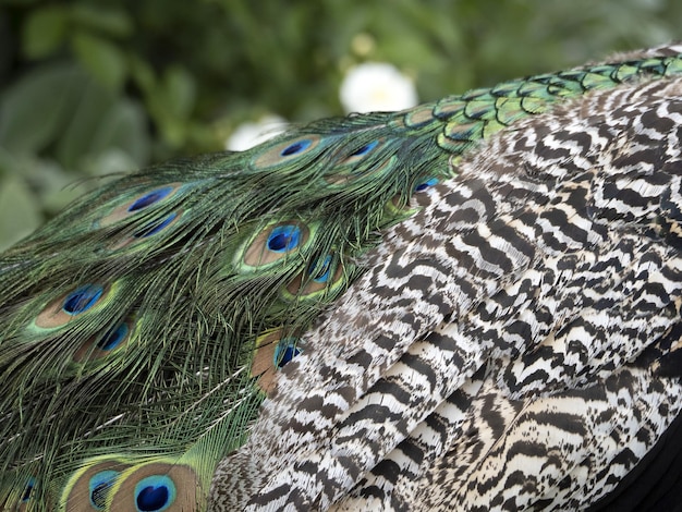 Peacock feather detail close up