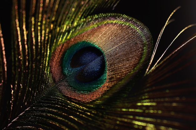 Peacock feather isolated on black.Overlay layer.