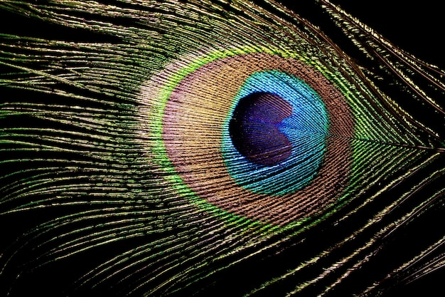 peacock feather isolated on black