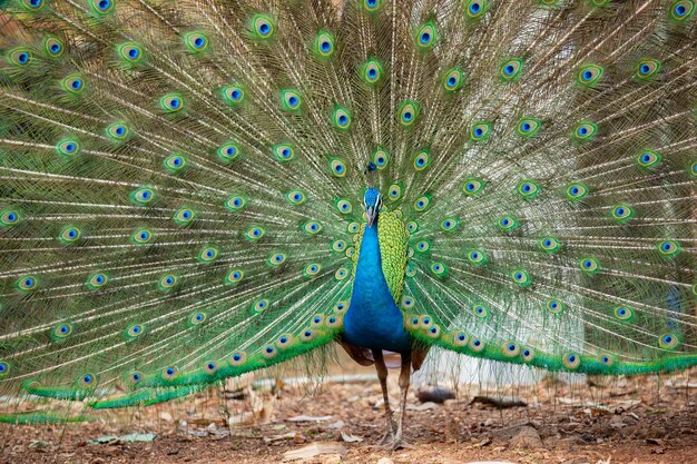 Peacock feather on land