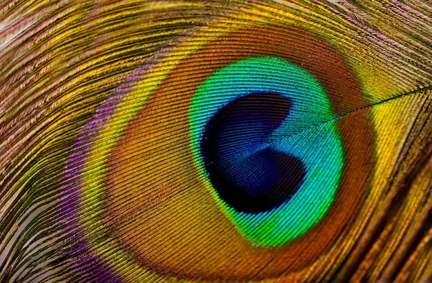 Peacock feather Macro of peacock feather isolated on white